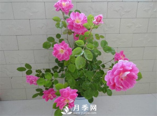 推薦豐花仙境月季，抗旱抗病，開花效果棒(圖2)