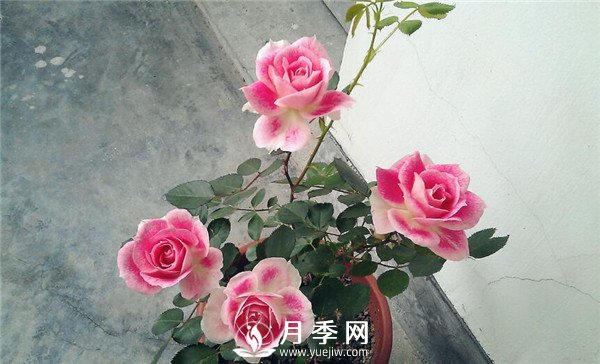 推薦豐花仙境月季，抗旱抗病，開花效果棒(圖3)