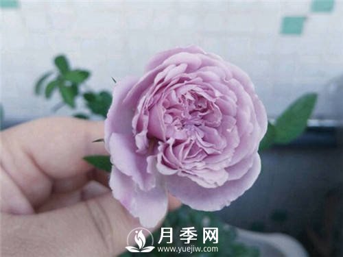 爆款月季“藍(lán)色陰雨”，火遍網(wǎng)絡(luò)(圖2)
