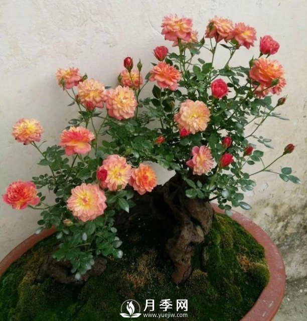 這些古樁盆景既有價值 又有顏值 你喜歡嗎(圖2)