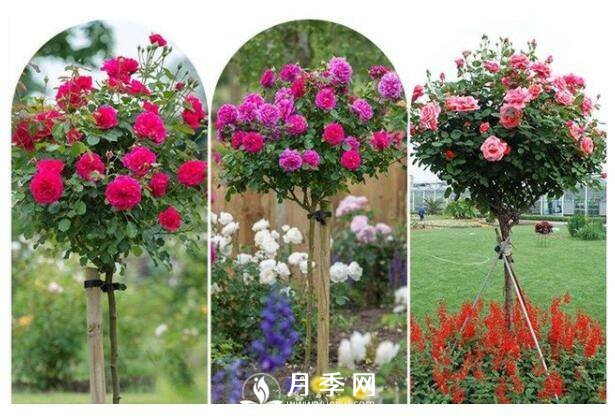 美哭！超級棒的棒棒糖迷你月季樹(圖2)