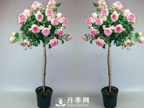 美哭！超級棒的棒棒糖迷你月季樹(圖1)