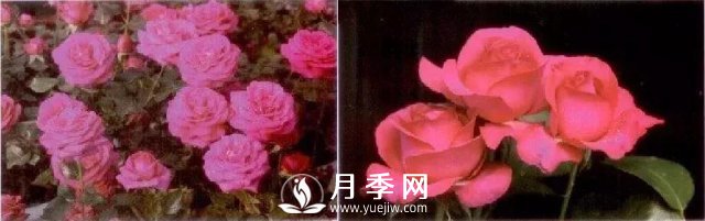 俞紅強(qiáng)團(tuán)隊(duì)自育月季新品種有哪些？(圖2)