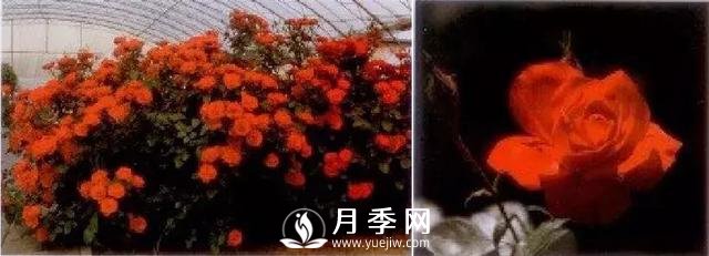 俞紅強(qiáng)團(tuán)隊(duì)自育月季新品種有哪些？(圖3)
