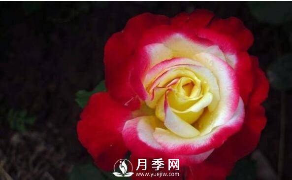 月季品種繁多，不過哪種月季花***香，你知道嗎？(圖2)