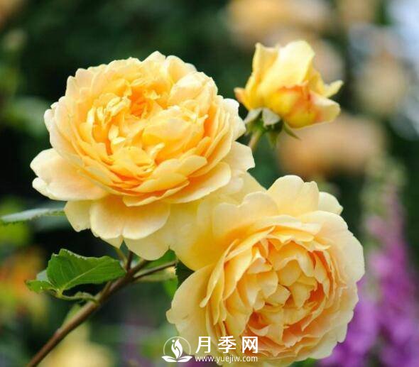 月季品種繁多，不過哪種月季花***香，你知道嗎？(圖1)