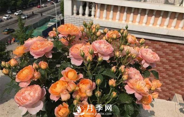 果汁陽臺，近年來流行的陽臺盆栽微型月季(圖3)