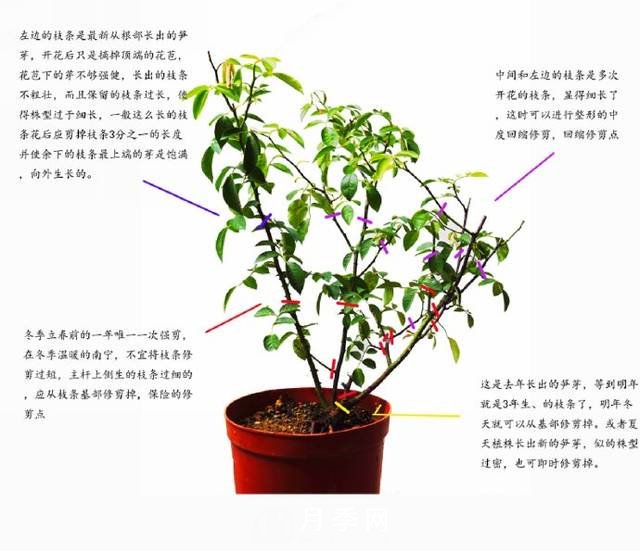 月季修剪圖解 月季網有詳細說明(圖1)