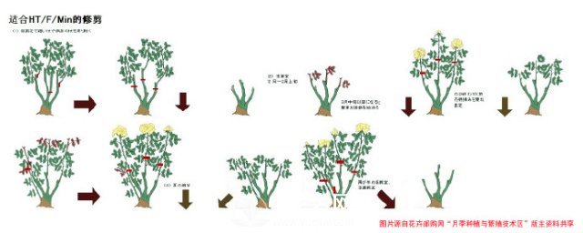 月季修剪圖解 月季網有詳細說明(圖2)