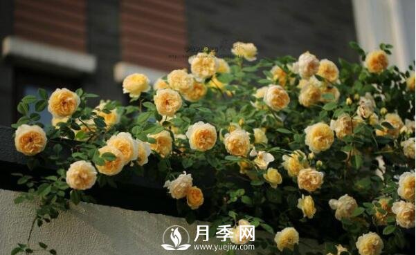 想月季四季開花？陽臺栽培技術必看不可(圖1)