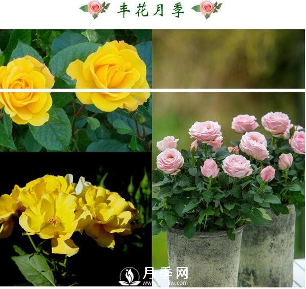 想月季四季開花？陽臺栽培技術必看不可(圖2)