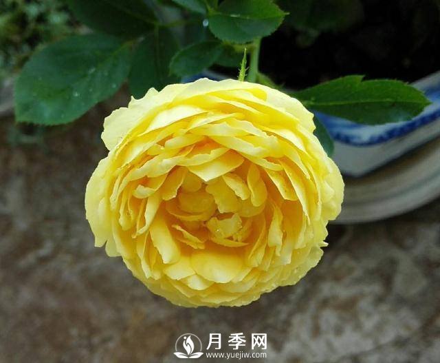 養(yǎng)好月季看“條件”，具備這2個要求，葉綠開花旺(圖1)