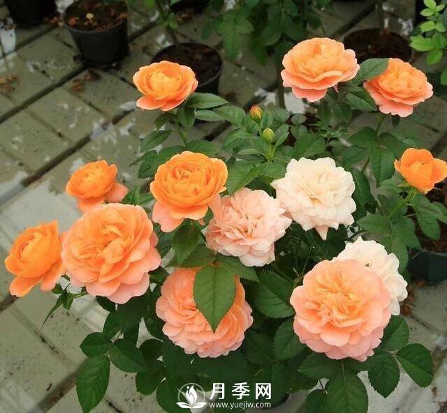 月季花黃葉怎么辦？注意4個(gè)細(xì)節(jié)，葉片綠又亮(圖1)