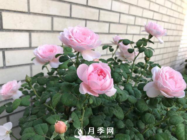 月季花黃葉怎么辦？注意4個(gè)細(xì)節(jié)，葉片綠又亮(圖2)