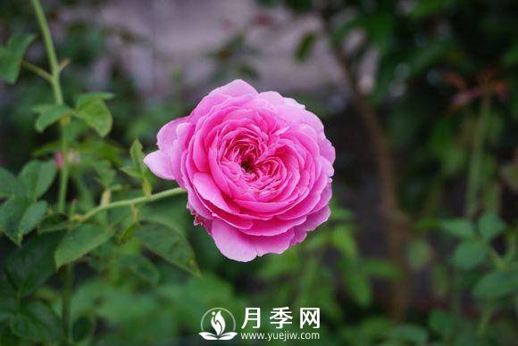 養(yǎng)月季花，這樣操作就會花開不斷香飄滿園(圖2)