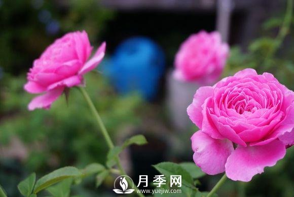 養(yǎng)月季花，這樣操作就會花開不斷香飄滿園(圖3)