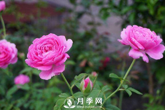 養(yǎng)月季花，這樣操作就會花開不斷香飄滿園(圖1)