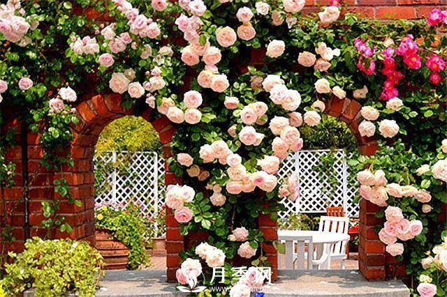 一年四季開花不斷，花墻花柱造型任你塑造(圖3)