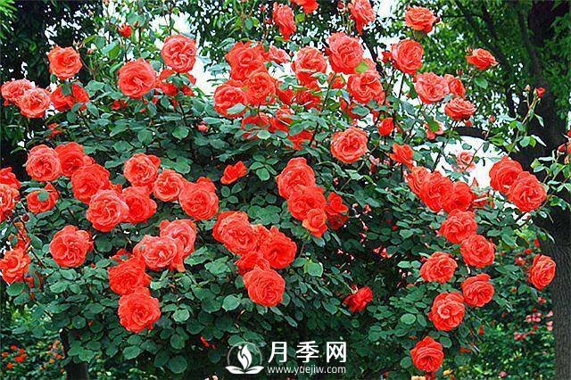 一年四季開花不斷，花墻花柱造型任你塑造(圖5)