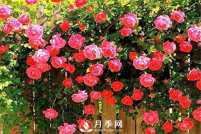 一年四季開花不斷，花墻花柱造型任你塑造(圖4)