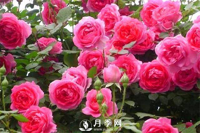 一年四季開花不斷，花墻花柱造型任你塑造(圖6)
