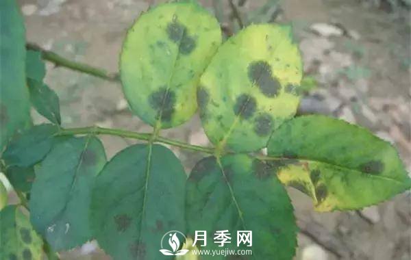 養(yǎng)護好月季花，這些蟲害技巧你要知道(圖1)