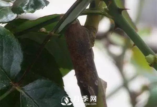 養(yǎng)護好月季花，這些蟲害技巧你要知道(圖9)