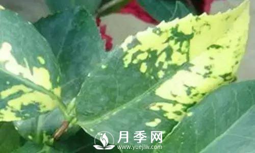 養(yǎng)護好月季花，這些蟲害技巧你要知道(圖7)