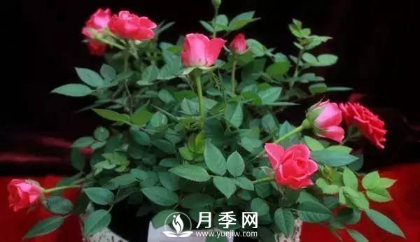 養(yǎng)護好月季花，這些蟲害技巧你要知道(圖6)