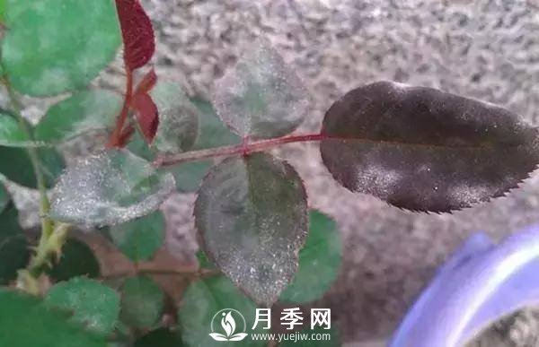 養(yǎng)護好月季花，這些蟲害技巧你要知道(圖3)