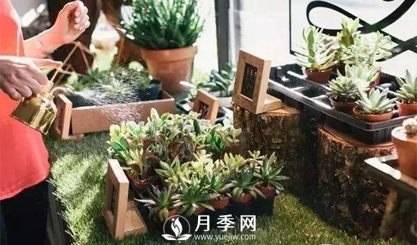 養(yǎng)護好月季花，這些蟲害技巧你要知道(圖4)