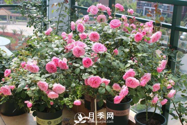 月季花謝以后，簡(jiǎn)單3步操作，20天冒花苞，30天開爆盆(圖3)