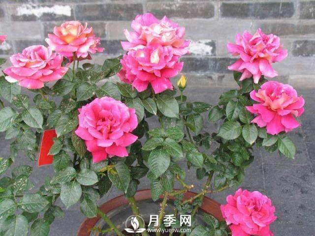 月季花謝以后，簡(jiǎn)單3步操作，20天冒花苞，30天開爆盆(圖4)