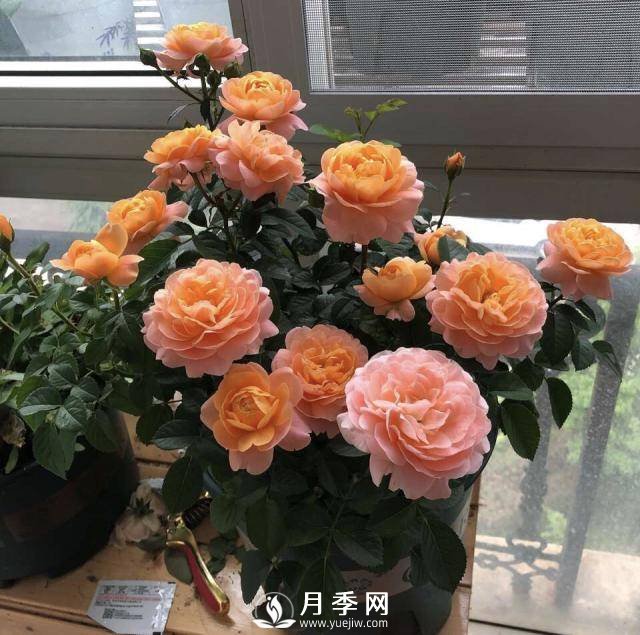 月季花謝以后，簡(jiǎn)單3步操作，20天冒花苞，30天開爆盆(圖5)
