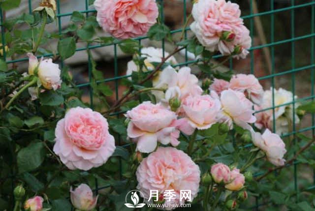 8種“至香”月季，被人稱作是“貴族香”(圖2)