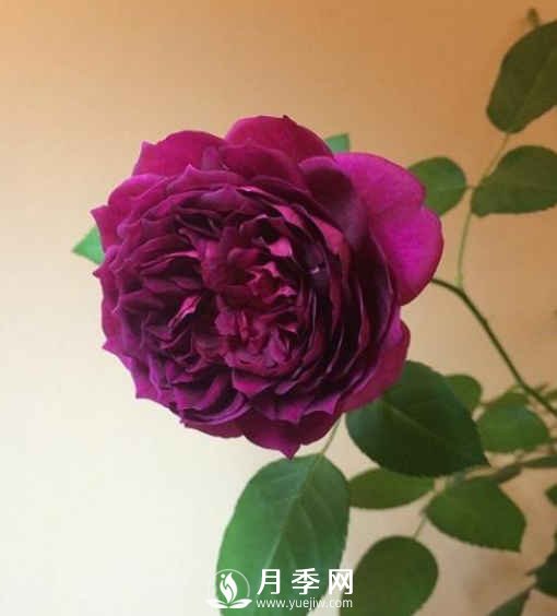 8種“至香”月季，被人稱作是“貴族香”(圖7)