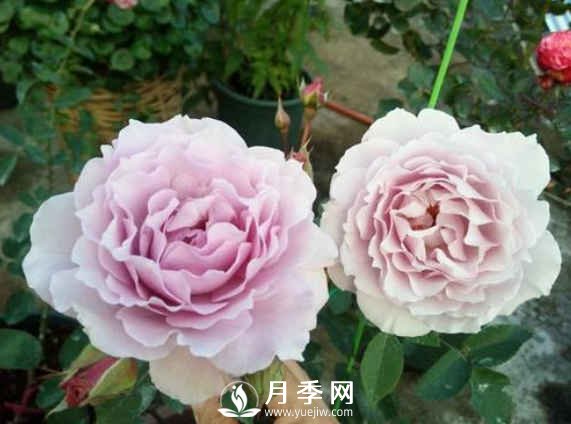 8種“至香”月季，被人稱作是“貴族香”(圖4)
