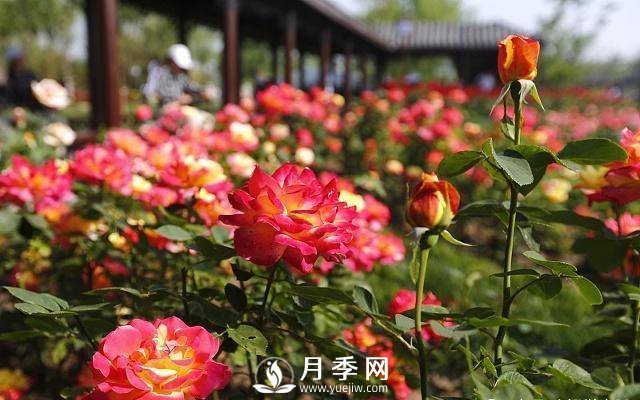 自己動(dòng)手學(xué)月季花剪枝，一步一步修，新手也能做得好(圖1)