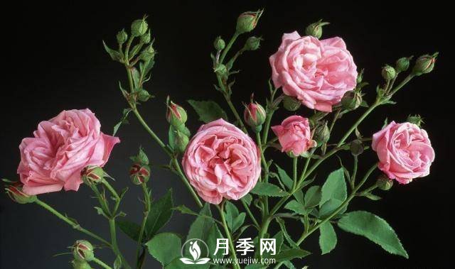 自己動(dòng)手學(xué)月季花剪枝，一步一步修，新手也能做得好(圖2)