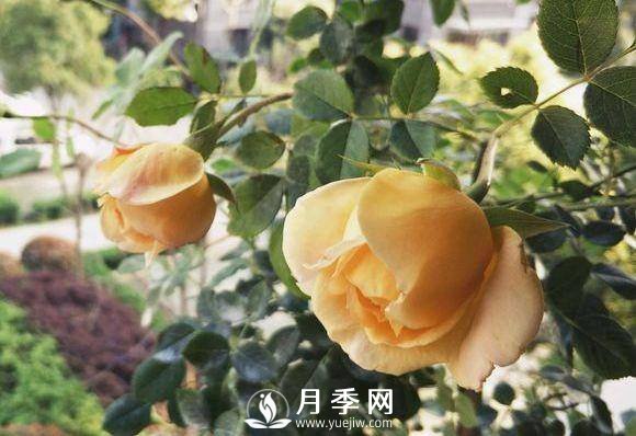 黃金慶典，艾莎，陽臺黨必入月季品種，大美花型和香味(圖1)