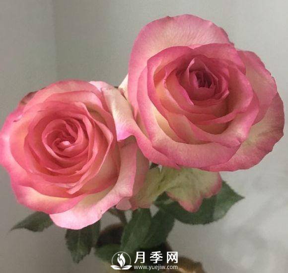 黃金慶典，艾莎，陽臺黨必入月季品種，大美花型和香味(圖2)