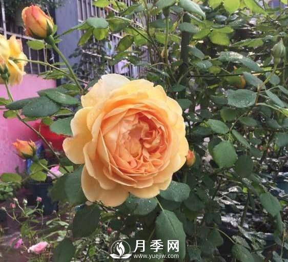 黃金慶典，艾莎，陽臺黨必入月季品種，大美花型和香味(圖3)