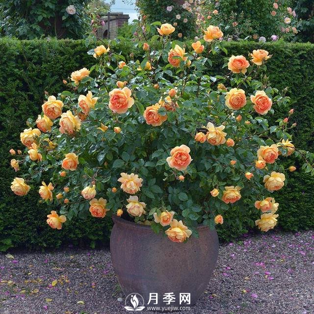 月季常年放在室外會(huì)死嗎？(圖1)