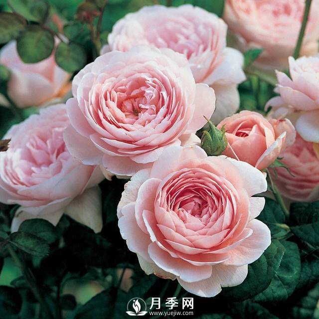  月季雨后超多紅蜘蛛 你就這樣解決！(圖1)