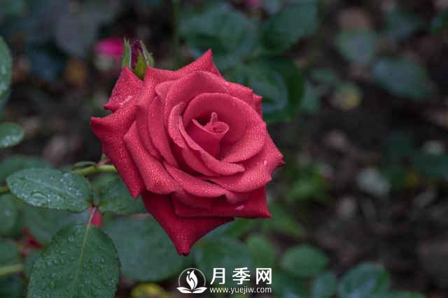 夏天月季怎么養(yǎng)？先從修剪開始，有了動力陽臺變成“小花園”(圖1)
