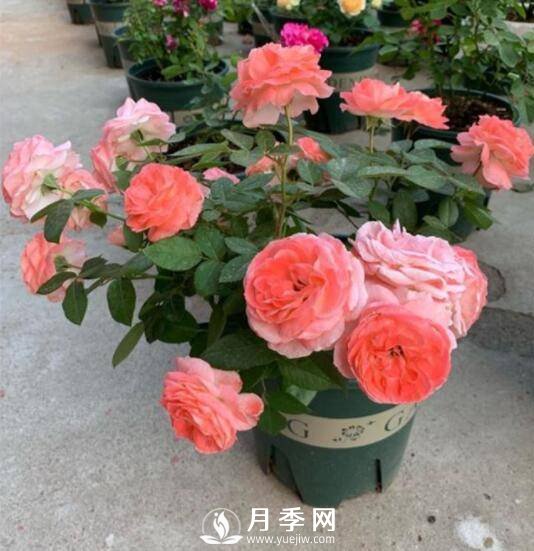 如何養(yǎng)護(hù)盆栽月季？施肥是關(guān)鍵(圖1)