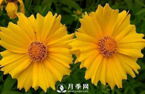 養(yǎng)盆“它”，比皇帝菊好看，比月季好養(yǎng)，花開120天。(圖1)