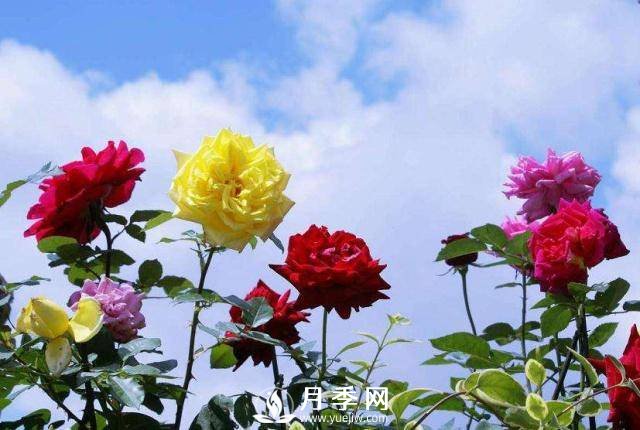地栽月季換成盆栽，該怎樣養(yǎng)護(圖1)