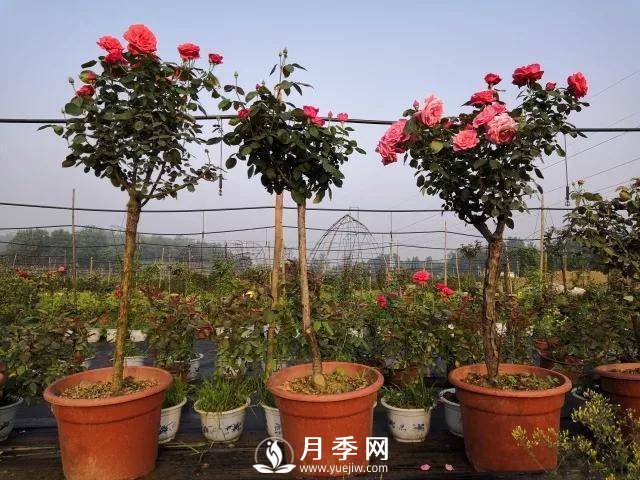 夏季月季日常管理，如何讓花開不斷？(圖1)