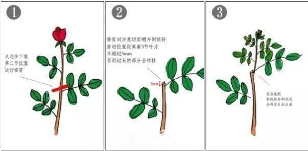 養(yǎng)月季盆栽，就用“5招”技巧，養(yǎng)護(hù)大半年，花開艷麗！(圖3)